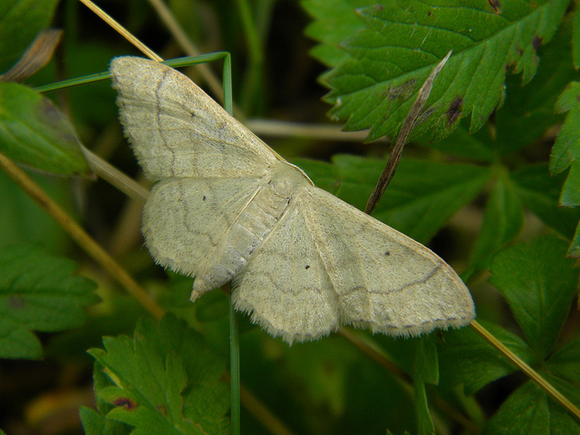  una  Idaea biselata??